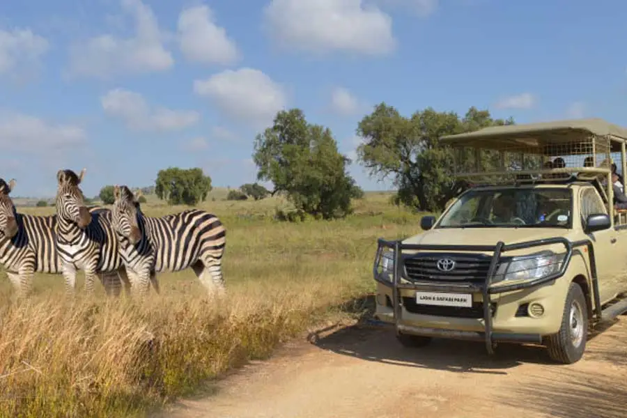 Zebra beside a game-drive vehicle at the Lion & Safari Park